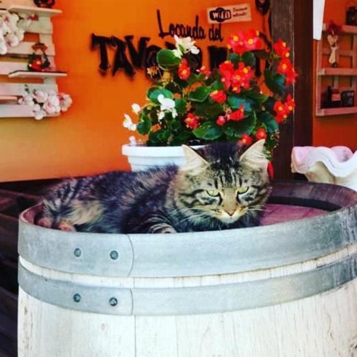 Locanda Del Tavolo Matto بوتنزا بيسينا المظهر الخارجي الصورة